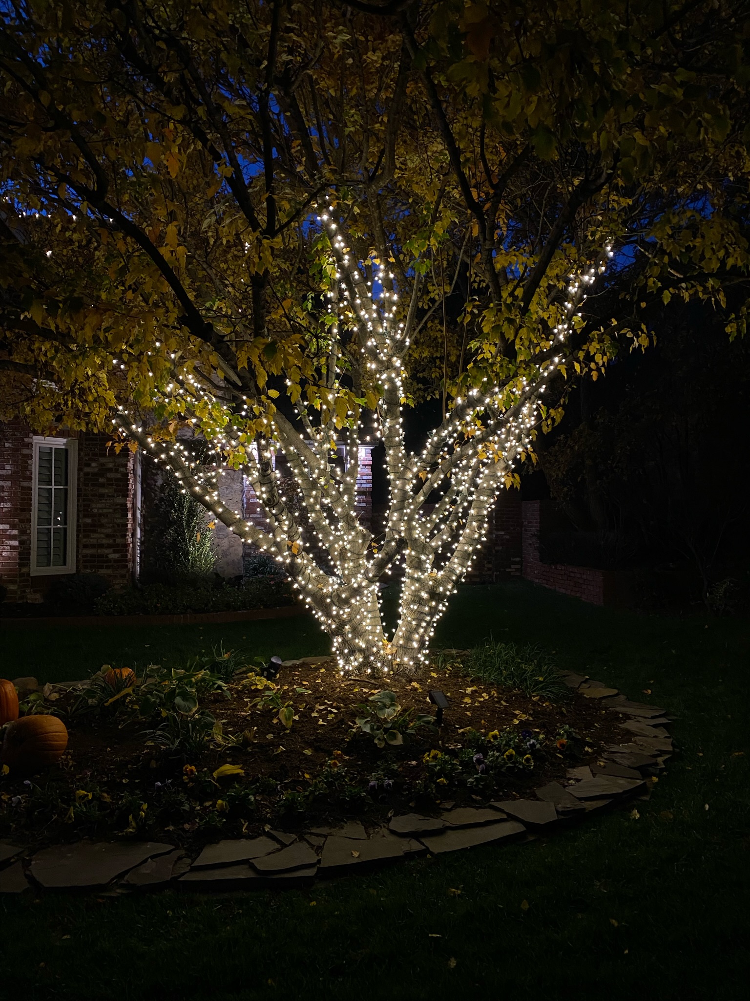 Tree wrap Christmas light installation demonstrating our comprehensive lighting services in Guthrie